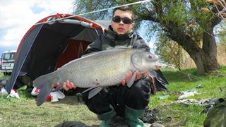 Buffalo Carp - Tancabsti